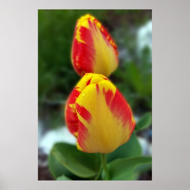 yellow red tulips poster (Front)