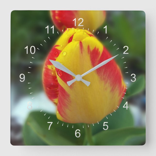 yellow red tulips square wall clock (Front)