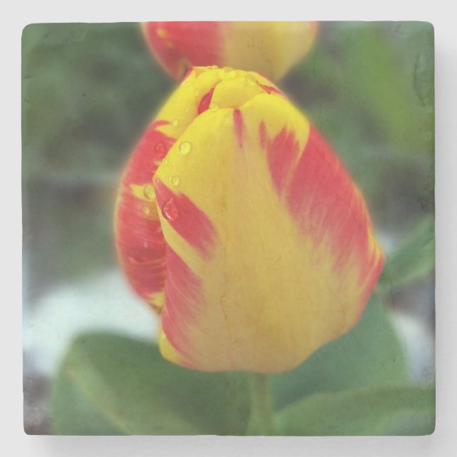 yellow red tulips stone coaster (Front)