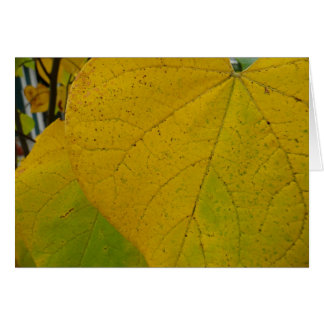 Yellow Redbud Leaves Autumn Nature Photography