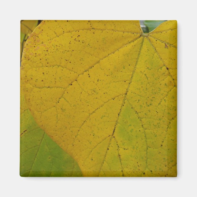 Yellow Redbud Leaves Autumn Nature Photography Magnet (Front)
