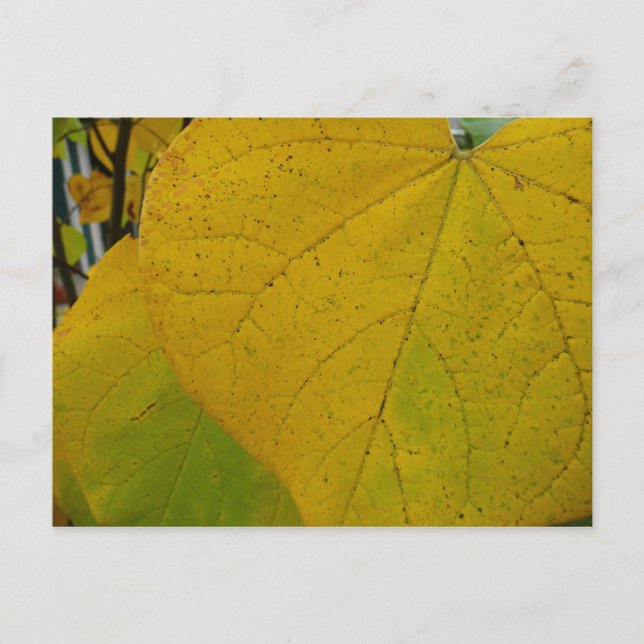 Yellow Redbud Leaves Autumn Nature Photography Postcard (Front)