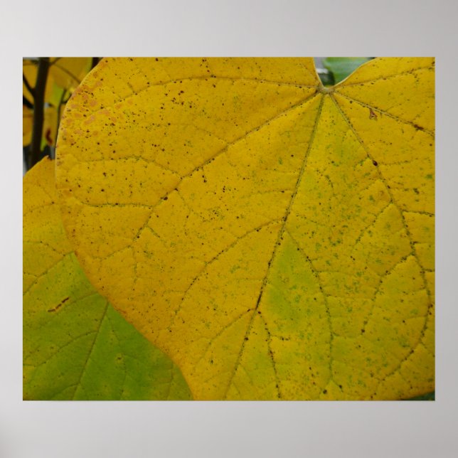 Yellow Redbud Leaves Autumn Nature Photography Poster (Front)