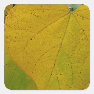 Yellow Redbud Leaves Autumn Nature Photography Square Sticker