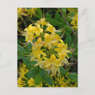 Yellow Rhododendron Azalea Flowers Postcard