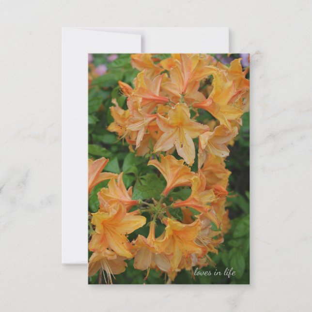 Yellow Rhododendron Card (Front)