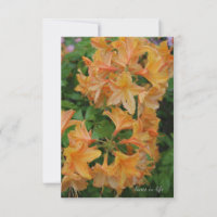 Yellow Rhododendron