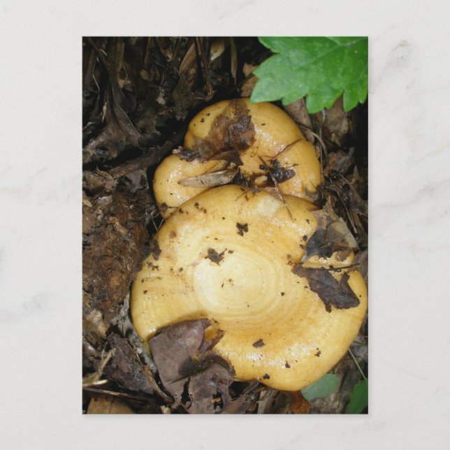 Yellow Ringed Pair Mushrooms Postcard (Front)