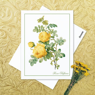 Yellow Rosa Sulfurea Pierre-Joseph Redouté Postcard