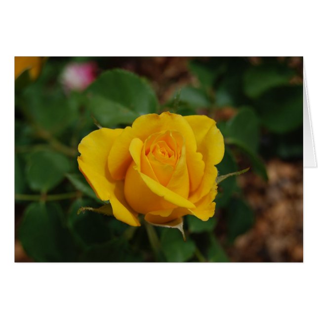 Yellow Rose (Front Horizontal)