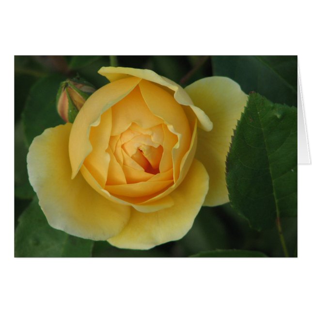 Yellow rose (Front Horizontal)