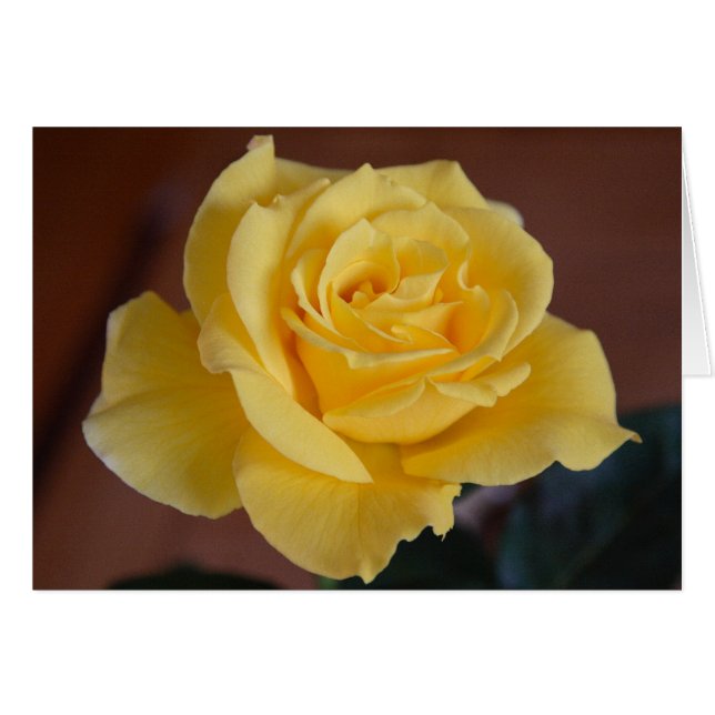 Yellow Rose (Front Horizontal)