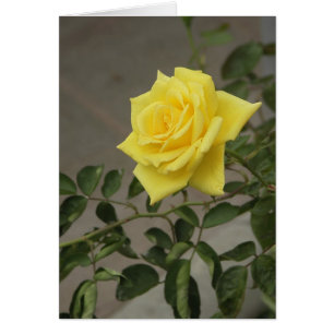 Yellow Rose