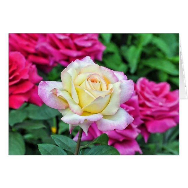 Yellow Rose Among Red Blossoms (Front Horizontal)