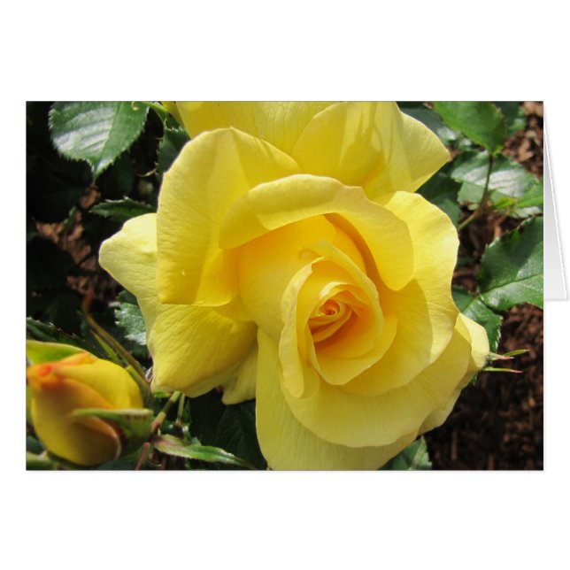 Yellow Rose and Rosebud (Front Horizontal)
