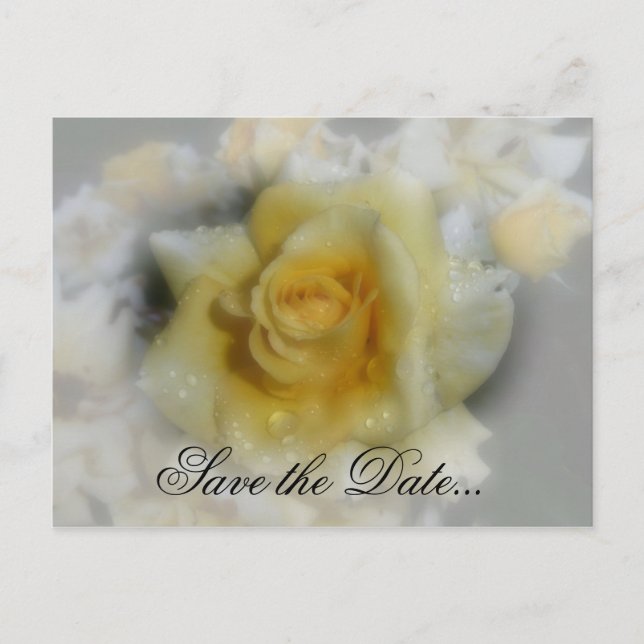 Yellow Rose Announcement Postcard (Front)