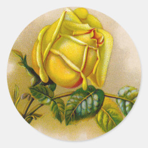 Yellow Rose Antique Vintage Print Fine Art Classic Round Sticker