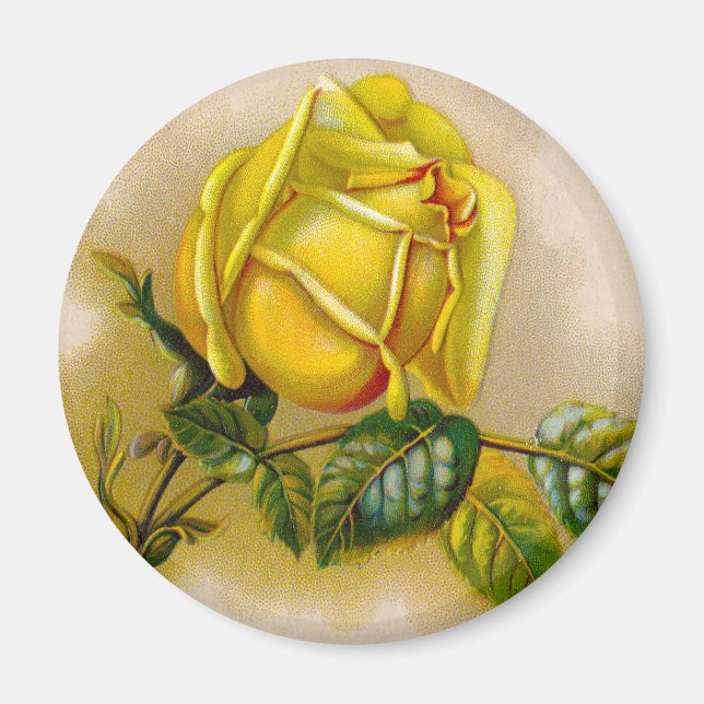 Yellow Rose Antique Vintage Print Fine Art Magnet (Front)