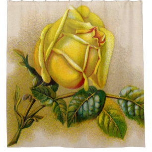 Yellow Rose Antique Vintage Print Fine Art Shower Curtain