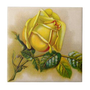 Yellow Rose Antique Vintage Print Fine Art Tile