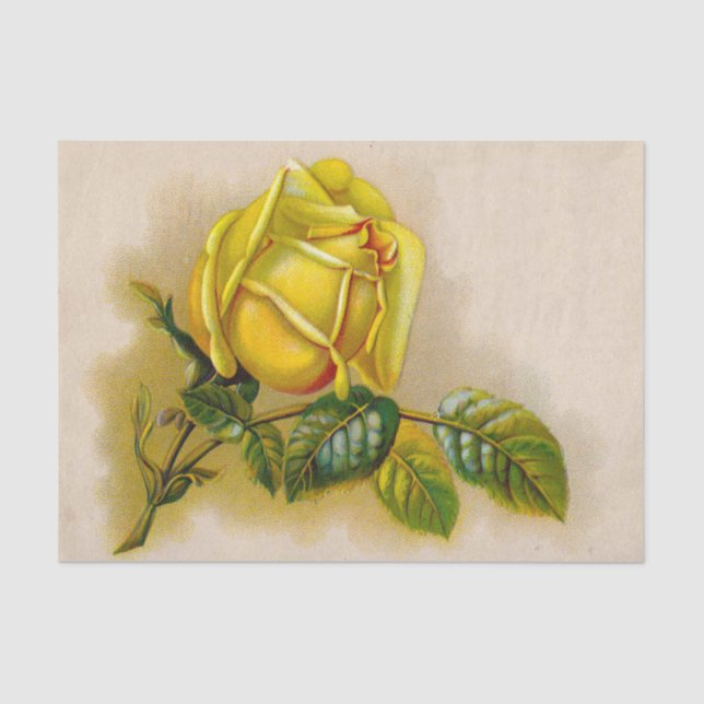 Yellow Rose Antique Vintage Print Fine Art Tissue Paper (Front)