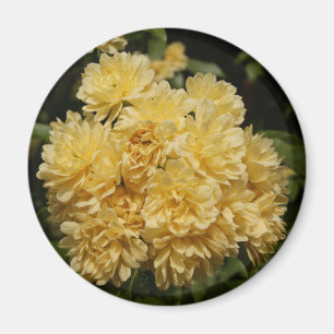 yellow rose bouquet magnet