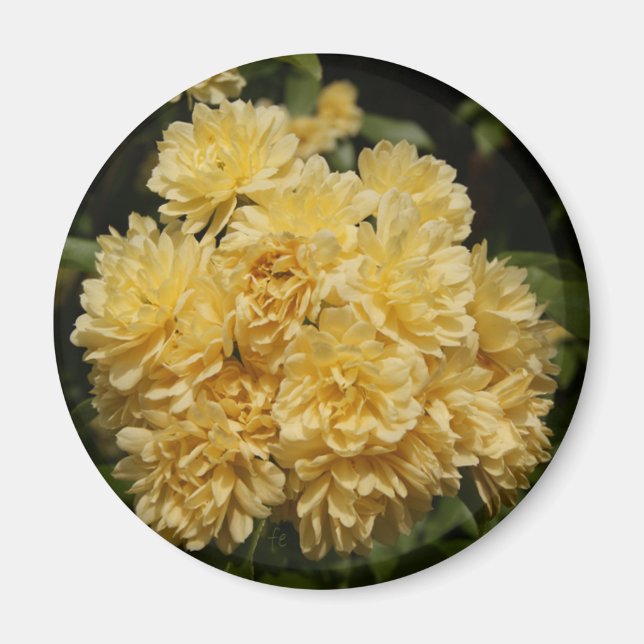 yellow rose bouquet magnet (Front)