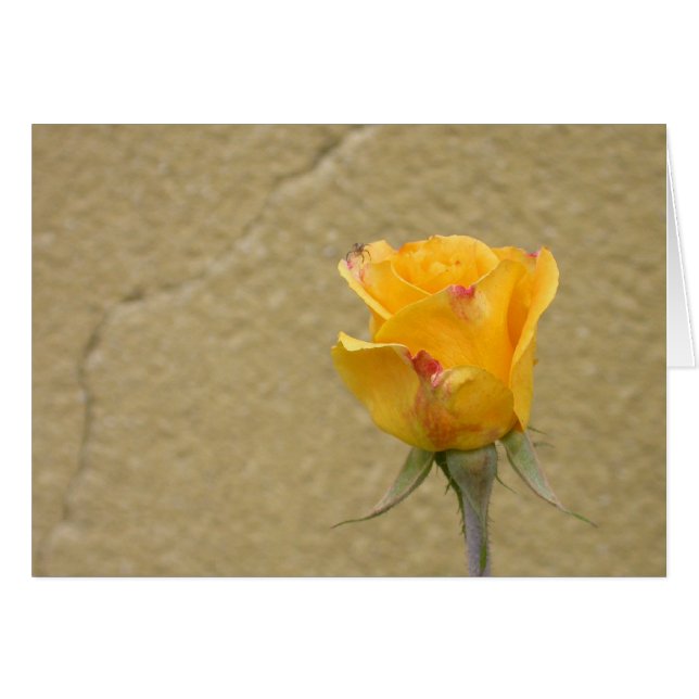 Yellow Rose Bud (Front Horizontal)
