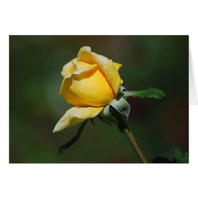 Yellow Rose Bud Card (Front Horizontal)
