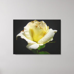 Yellow Rose Canvas Print