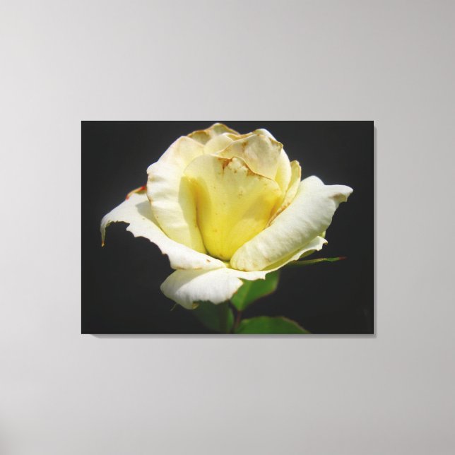 Yellow Rose Canvas Print (Front)