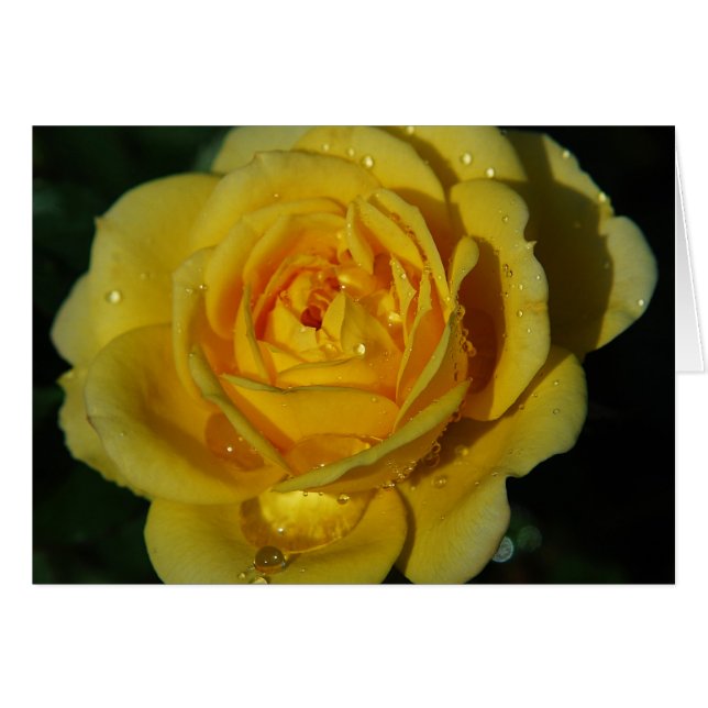 Yellow Rose Card (Front Horizontal)