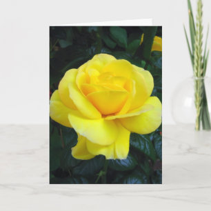 Yellow rose - Card