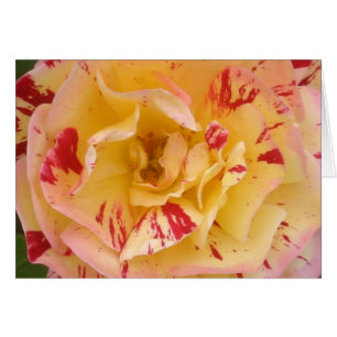 Yellow Rose Card
