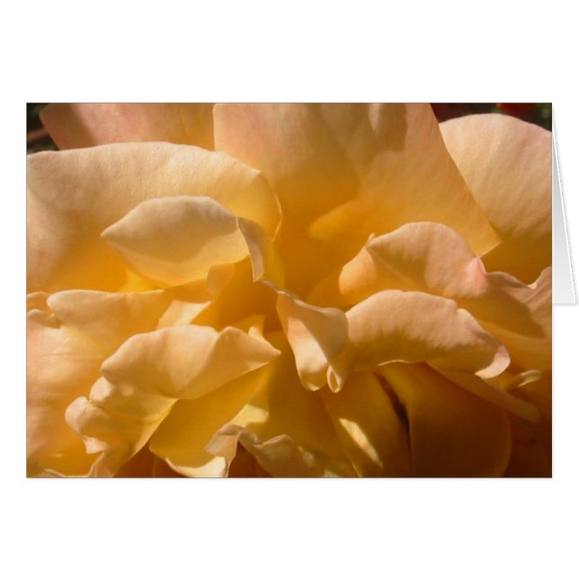 Yellow Rose Card (Front Horizontal)