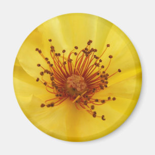 Yellow Rose Centre Magnet