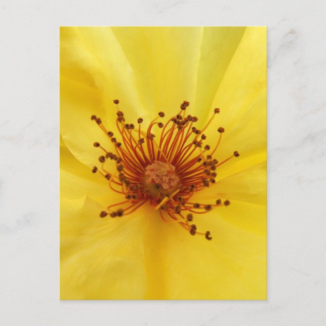 Yellow Rose Centre Postcard (Front)