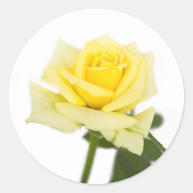 Yellow rose classic round sticker (Front)