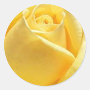 Yellow Rose Classic Round Sticker