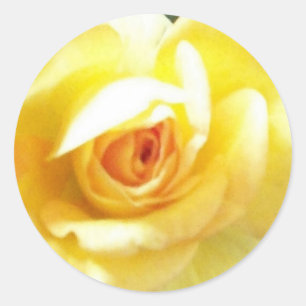 Yellow Rose Classic Round Sticker