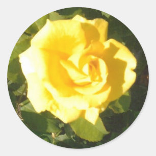 Yellow Rose Classic Round Sticker