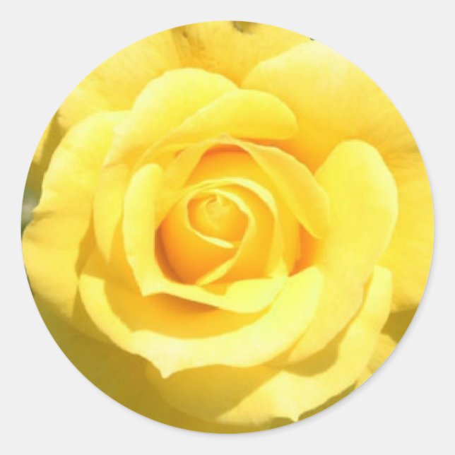 Yellow Rose Classic Round Sticker (Front)