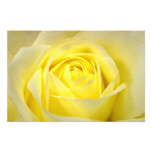 Yellow Rose Closeup Photo Print