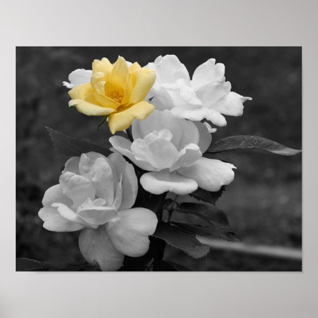 Yellow Rose Cluster Partial Color Flower Poster (Front)
