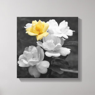 Yellow Rose Cluster Partial Colour  Canvas Print