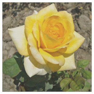 Yellow Rose Fabric