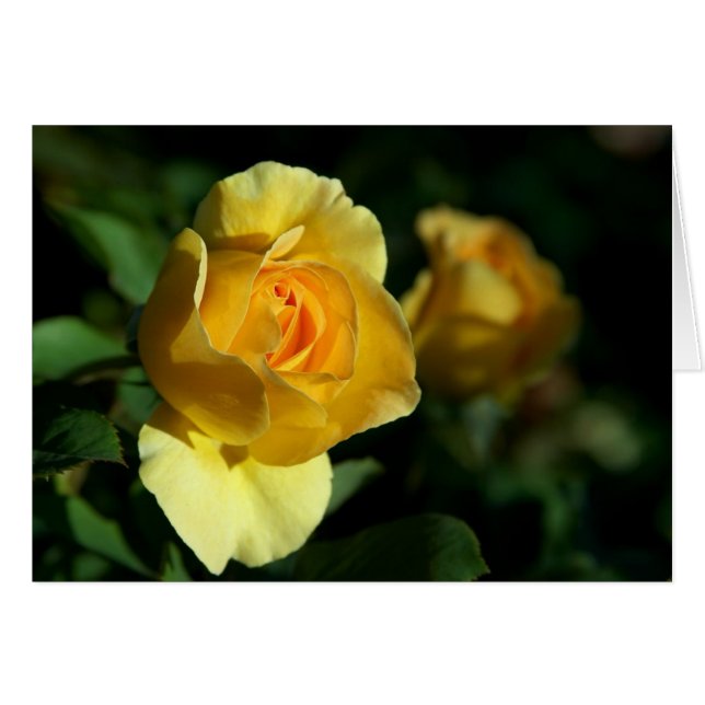 Yellow Rose Floral (Front Horizontal)