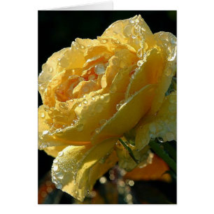 Yellow Rose Floral 6