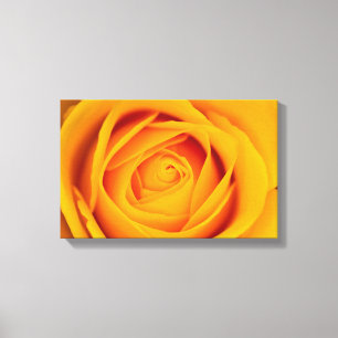 Yellow rose flower Canvas print