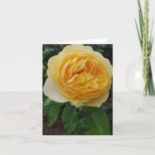 Yellow rose flower card